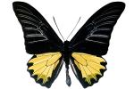 Butterfly, photo-object, object, cut-out, cutout, OECV03P07_19F