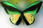 Butterfly, OECV03P08_01