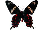 Butterfly, photo-object, object, cut-out, cutout, OECV03P08_02F
