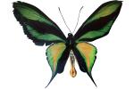Paradise Birdwing Butterfly photo-object, object, cut-out, cutout, (Ornithoptera paradisea), Papilionidae, Troidini, Iridescent, OECV03P08_03F