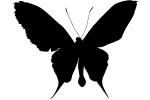 Paradise Birdwing Butterfly silhouette, logo, shape, OECV03P08_03M