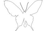 Paradise Birdwing Butterfly outline, wings, line drawing, shape