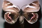 Castnia Moth, (Castnia eudesmia), OECV03P08_04