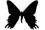 Madagascan sunset moth silhouette, logo, shape, (Chrysiridia ripheus), Uraniidae, OECV03P08_05M