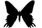 Madagascan sunset moth silhouette, logo, shape, (Chrysiridia ripheus), Uraniidae