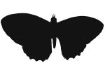 Butterfly silhouette, logo, shape, OECV03P08_07M