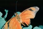 Butterfly, OECV03P09_07