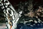 Butterfly, OECV03P09_09