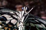 Butterfly, OECV03P09_10