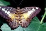 Butterfly, OECV03P09_12