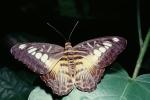 Butterfly, OECV03P09_13