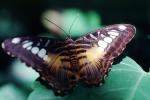 Butterfly, OECV03P09_14