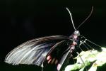 Butterfly, OECV03P09_15
