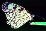 Butterfly, OECV03P09_18