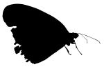 Butterfly silhouette, logo, shape, OECV03P09_18M