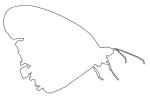 Butterfly, outline, line drawing, shape, OECV03P09_18O