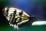 Butterfly, OECV03P09_19