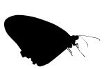 Butterfly silhouette, logo, shape, OECV03P09_19M
