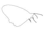 Butterfly, outline, line drawing, shape, OECV03P09_19O
