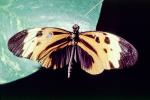 Butterfly, OECV03P10_02