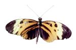 Butterfly, photo-object, object, cut-out, cutout, OECV03P10_02F