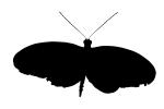Butterfly silhouette, logo, shape, OECV03P10_02M