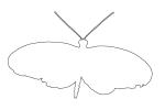 Butterfly, outline, line drawing, shape, OECV03P10_02O