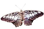 Butterfly, photo-object, object, cut-out, cutout, OECV03P10_08F