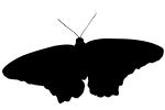 Butterfly silhouette, logo, shape, OECV03P10_08M