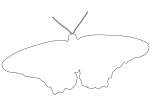 Butterfly, outline, line drawing, shape, OECV03P10_08O