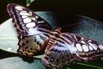 Butterfly, OECV03P10_09