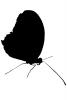 Butterfly silhouette, logo, shape, OECV03P10_10M