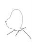 Butterfly, outline, line drawing, shape, OECV03P10_10O