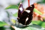 Butterfly, OECV03P11_02