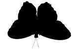 Butterfly silhouette, logo, shape, OECV03P11_07M