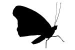 Butterfly silhouette, logo, shape, OECV03P11_14M
