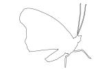 Butterfly outline, line drawing, shape, OECV03P11_14O