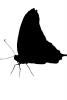 Butterfly silhouette, logo, shape, OECV03P11_17M
