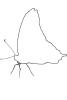Butterfly, outline, line drawing, shape