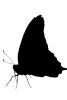 Butterfly silhouette, logo, shape, OECV03P11_19M