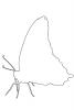Butterfly, outline, line drawing, shape, OECV03P11_19O