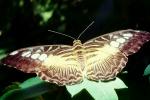 Butterfly, OECV03P12_08