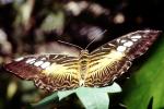 Butterfly, OECV03P12_09