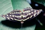 Butterfly, OECV03P12_17