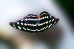 Butterfly, OECV03P12_19B