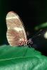 Butterfly, OECV03P13_03