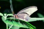 Butterfly, Proboscis Spiral, OECV03P13_04