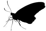 Butterfly silhouette, logo, shape, OECV03P13_04M