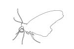 Butterfly, outline, line drawing, shape, OECV03P13_04O