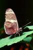 Butterfly, OECV03P13_06